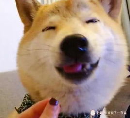 主人假装喂柴犬,下一秒狗狗的表情笑翻,网友奥斯卡狗帝