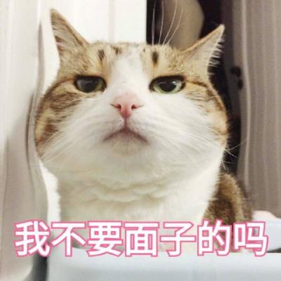 最特别搞笑的猫咪头像带文字百口难辩的时候才懂得人言可畏