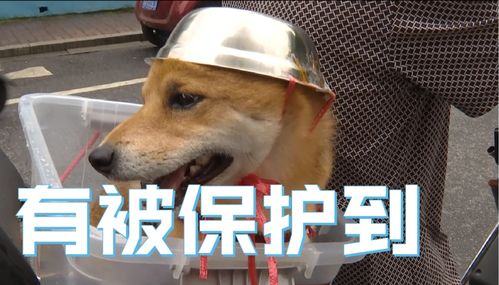为了骑行安全,连狗狗都戴头盔了表情包火遍全网,网友太可爱