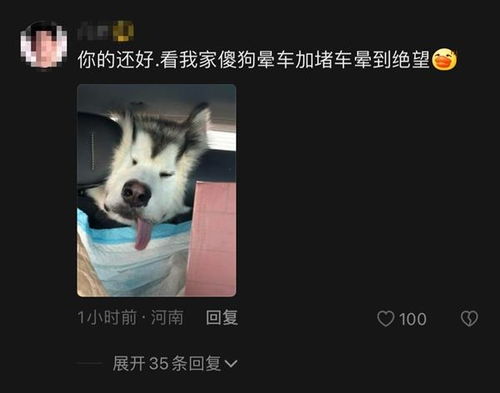 小狗返乡途中晕车还被猫打了一巴掌画面让人忍俊不禁狗为啥也晕车