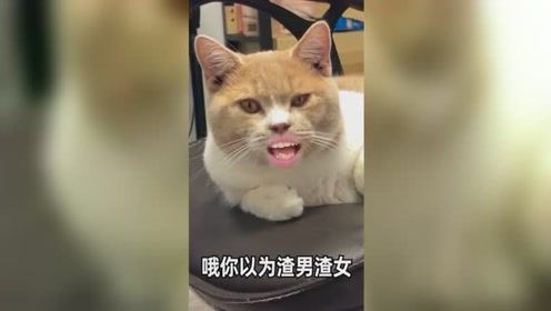 爆笑沙雕迷惑行为你以为渣男渣女是那么好当的