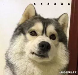 主人懒得下床关灯,于是骗二哈去,狗子发现自己上当后表情亮了