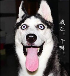 每日萌宠哈士奇表情包来袭