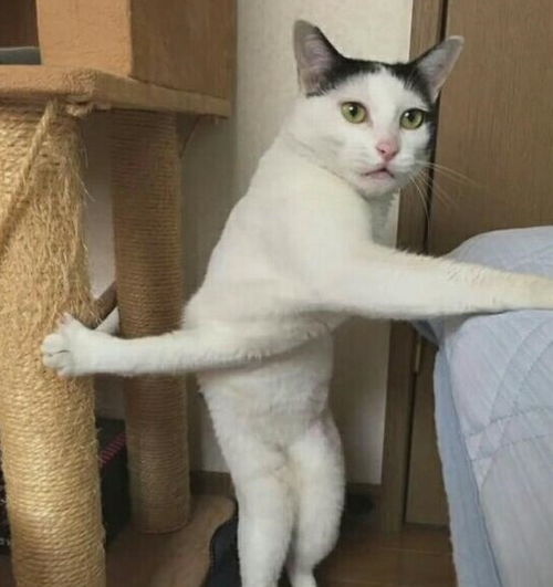 10只沙雕猫的沙雕照一年笑点被承包