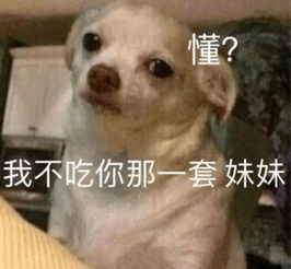 假装主人被抓走看狗的反应结果笑到打鸣哈哈哈