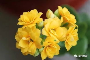 除了康乃馨,母亲节,还可以送这些花哦
