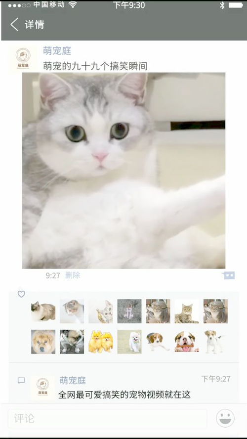 搞笑视频猫咪怎么回事大晚上的,这傻子是要对我下手了吗