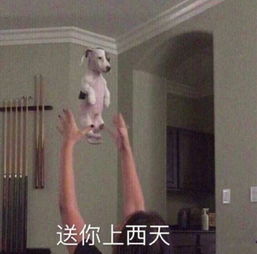 有哪些非常搞笑的动物表情包