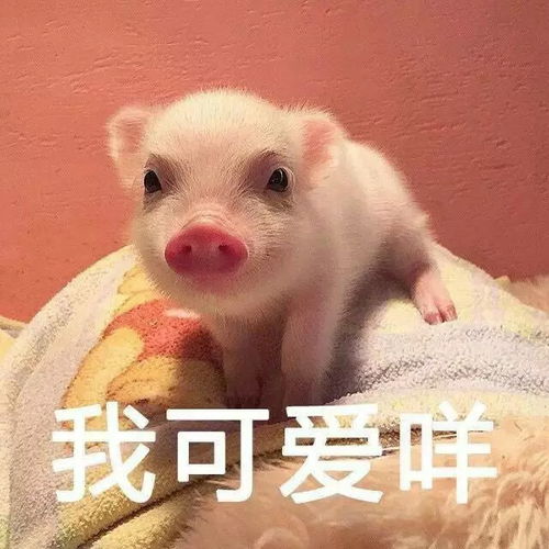 乖巧可爱小猪猪表情包,我一定会恋爱的