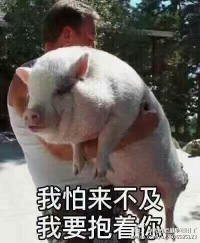 猪的搞笑图片表情搞笑