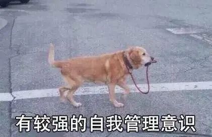 我猜每个人都会有那么几个狗狗的表情包