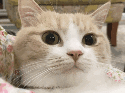 搞笑猫猫沙雕动图大赏动图表情包