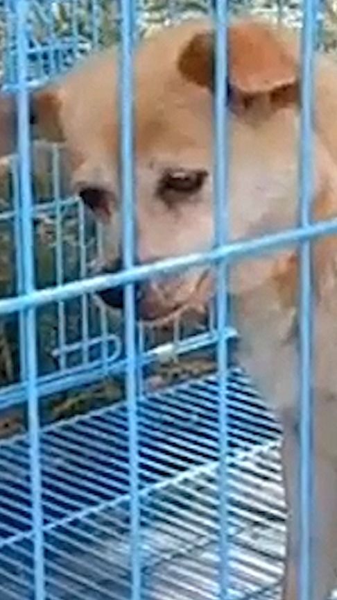 散养校犬高考期间被关禁闭,狗子表情太好笑