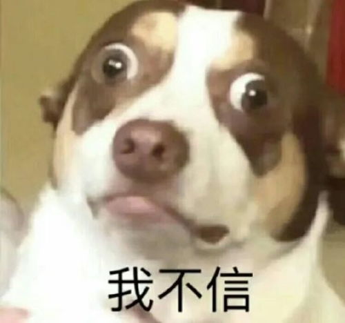 表情包微信聊天套路表情包小动物表情包可爱喵星人表情包
