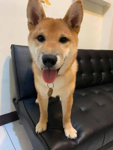 柴犬把沙发挖了个大洞,主人回家一看傻眼是被二哈传染了吗