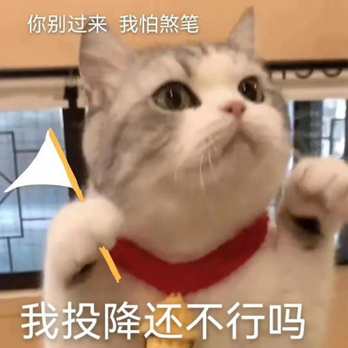 喵星人可爱搞怪表情包系列