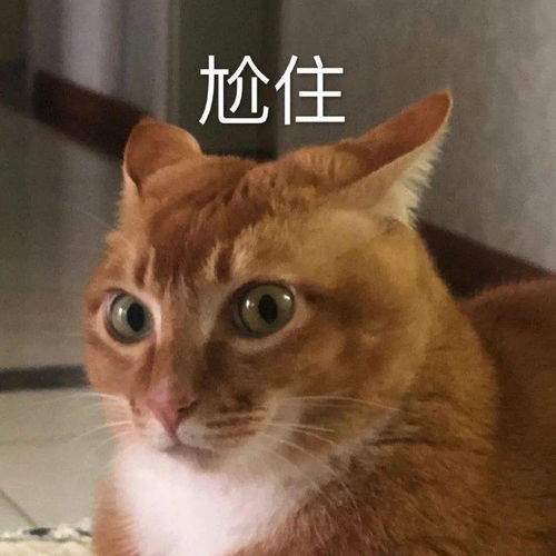 网红猫咪沙雕猫咪敦敦表情包四