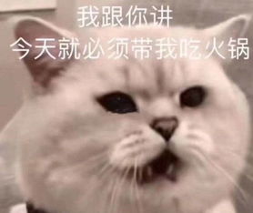 猫咪表情包合集我跟你讲,今天就必须带我吃火锅