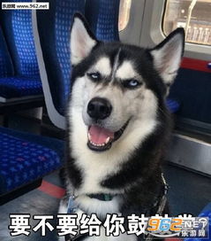 哈士奇各种搞笑的表情表情