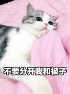 可爱的小猫超可爱猫咪表情包