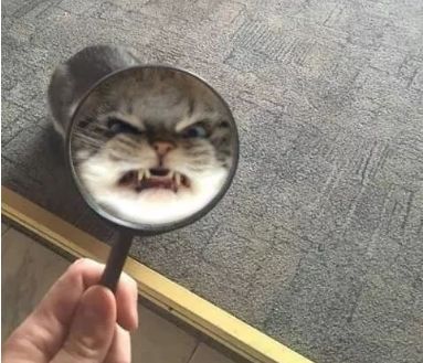 渣男最常用的4种猫咪微信表情包