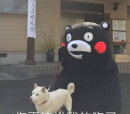 熊本熊搞笑萌呆表情包一句晚安,然后各自熬夜