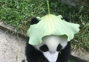 逗b奇闻高校下水道化粪池炸了当悲伤逆流成屎