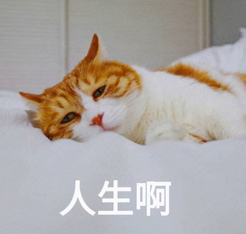 猫咪表情包合集在出来玩