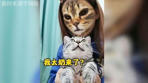 这些猫咪的表情真是又可爱又搞笑