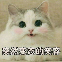 情话竟然可以这样玩自黑幽默又不失深情