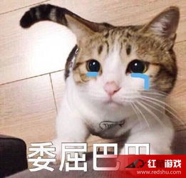 委屈巴巴猫表情包图片有个很委屈的委屈巴巴猫表情包