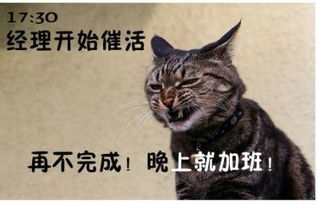 大话职场猫咪搞笑表情演绎上班族的一天