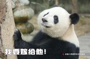 让人一秒变开心的熊猫表情包,你get到了吗