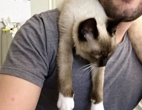 日本网站分享猫咪睡觉时的搞笑照片,能看出来真的很困了