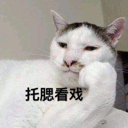 别凶我我也很怂的猫咪表情包无水印版