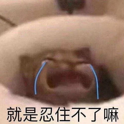 搞笑可爱沙雕表情包分享