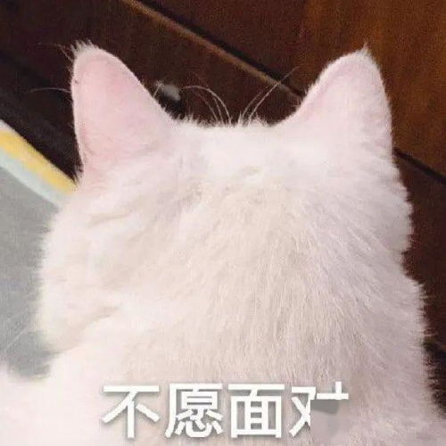 小动物可爱表情包熬夜冠军