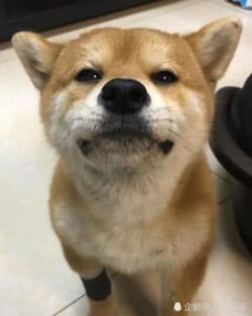 柴犬被二哈打哭,一抽一抽的找主人哭诉,铲屎官快成精了