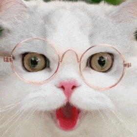 超级可爱的网红猫咪动态表情包