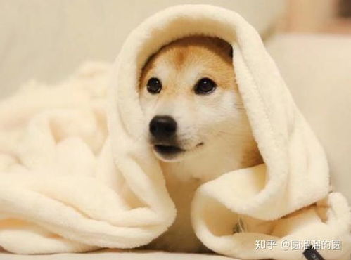 狗狗拉稀要断水断食吗