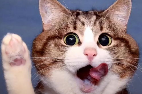 养公猫还是母猫好这个问题,竟然还有人在纠结