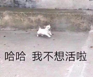 搞笑gif小区楼下的仙人掌成精了,真怕它哪天上天