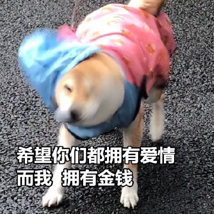 来一组七夕特供表情包,狗子们快拿走