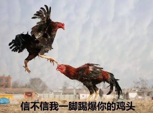 吃鸡搞笑表情包怎么弄鸡年