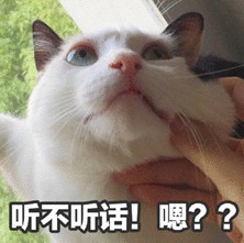 超可爱猫咪表情包别过来,我怕猪,喵