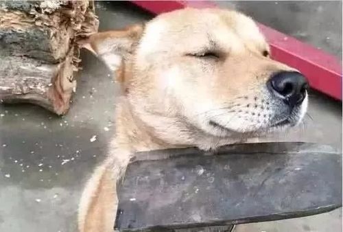 狗图片搞笑表情图片瞌睡