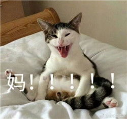 动物撕心裂肺叫妈的表情包你妈不理你的微信表情包