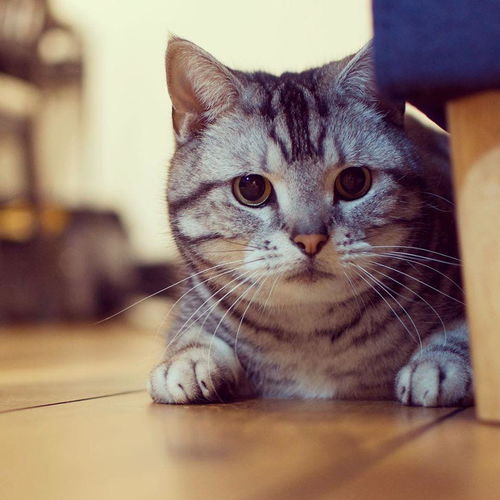 和猫相处需要注意什么美短猫舍哪家好美国短毛猫宠物课堂