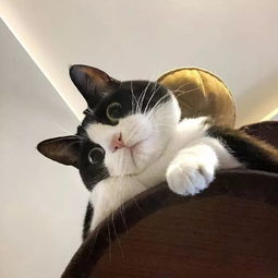 橘猫为什么被说胖的只有我明明狸花猫奶牛猫也很胖