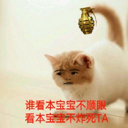 求猫猫带字的表情包比如这两个
